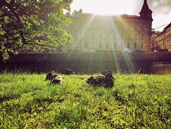 View of grass with buildings in background