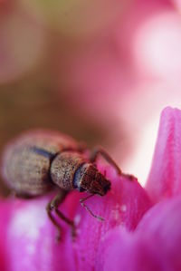 Close-up of insect on pink flower