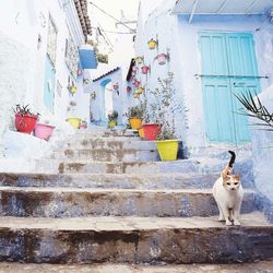 Full length of a cat standing on staircase against building