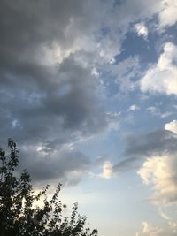 Low angle view of sunlight streaming through tree