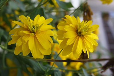 Close-up of yellow flowering plant