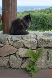 Cat lying on rock