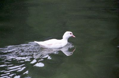 Duck swimming in a lake