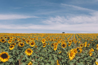 Scenic view of oilseed rape field against sky