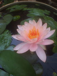 Close-up of lotus water lily in pond