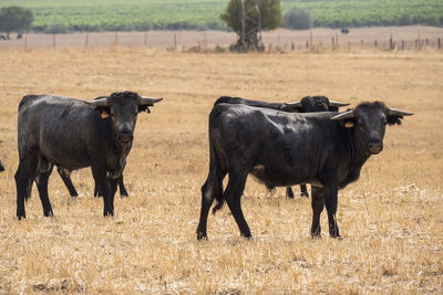 Cows grazing on field