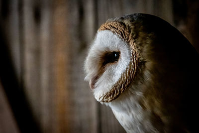 Close-up of barn owl