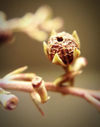 Close-up of plant against blurred background