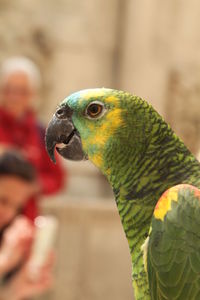 Close-up of parrot on hand