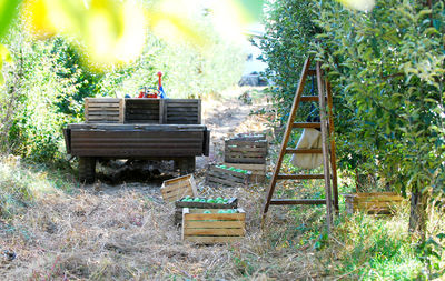 Ladder on field by trees in forest