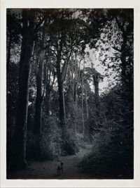 Trees on road in forest