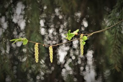 Close-up of green leaves on plant