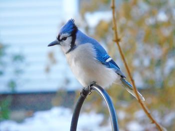 Close-up of blue jay perched on shepherd hook