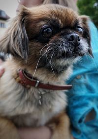 Portrait of dog looking away