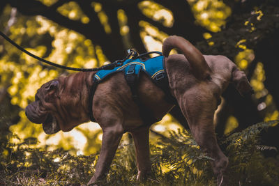 Close-up of dog on field