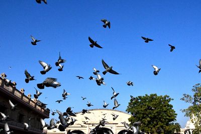 Low angle view of birds flying in sky