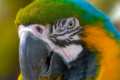 Close up blue and gold macaw parrot head. exotic colorful african macaw parrot