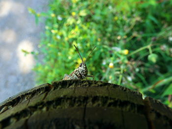 Close-up of insect on leaf