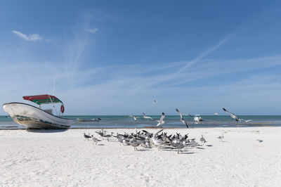 An old fishing boat on the sand of a tropical beach on the island of holbox in mexico.