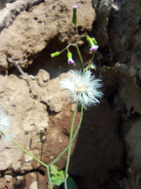 Close-up of white dandelion flower on field