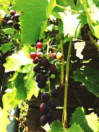 Close-up of grapes hanging on tree