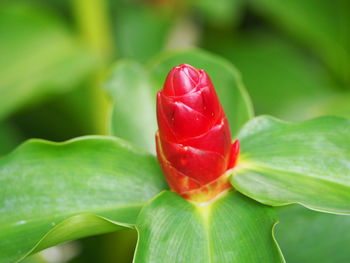 Close-up of red flower