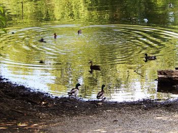 Reflection of trees in water