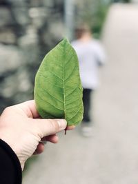 Close-up of hand holding leaf