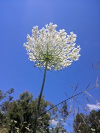 Low angle view of flowering plant against blue sky