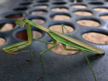 Close-up mantis