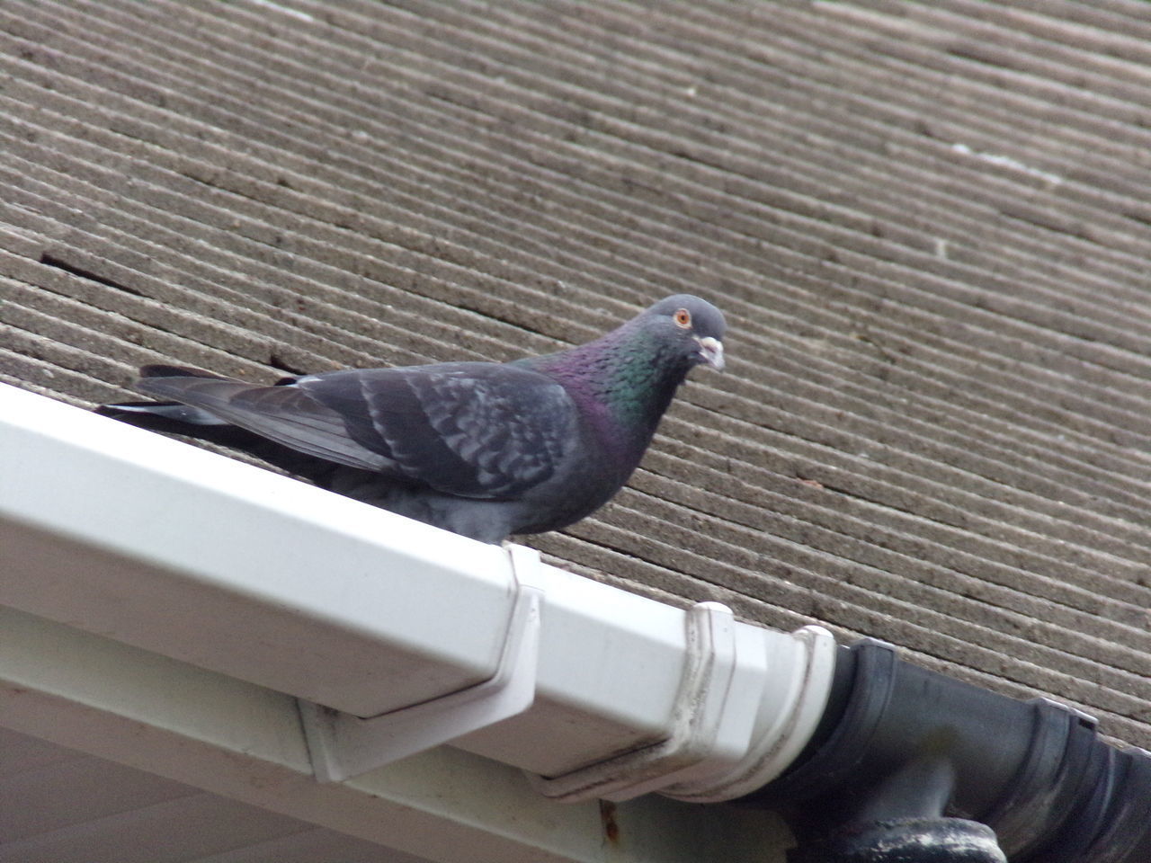 HIGH ANGLE VIEW OF PIGEON PERCHING ON WOOD
