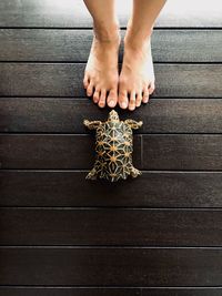 Low section of woman standing by tortoise on hardwood floor