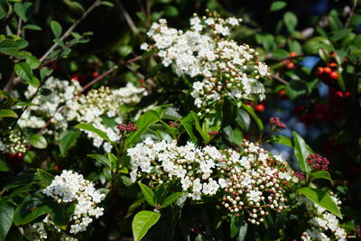 Close-up of white flowering plants