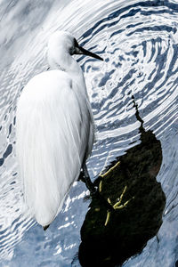 Close-up of swan swimming in lake