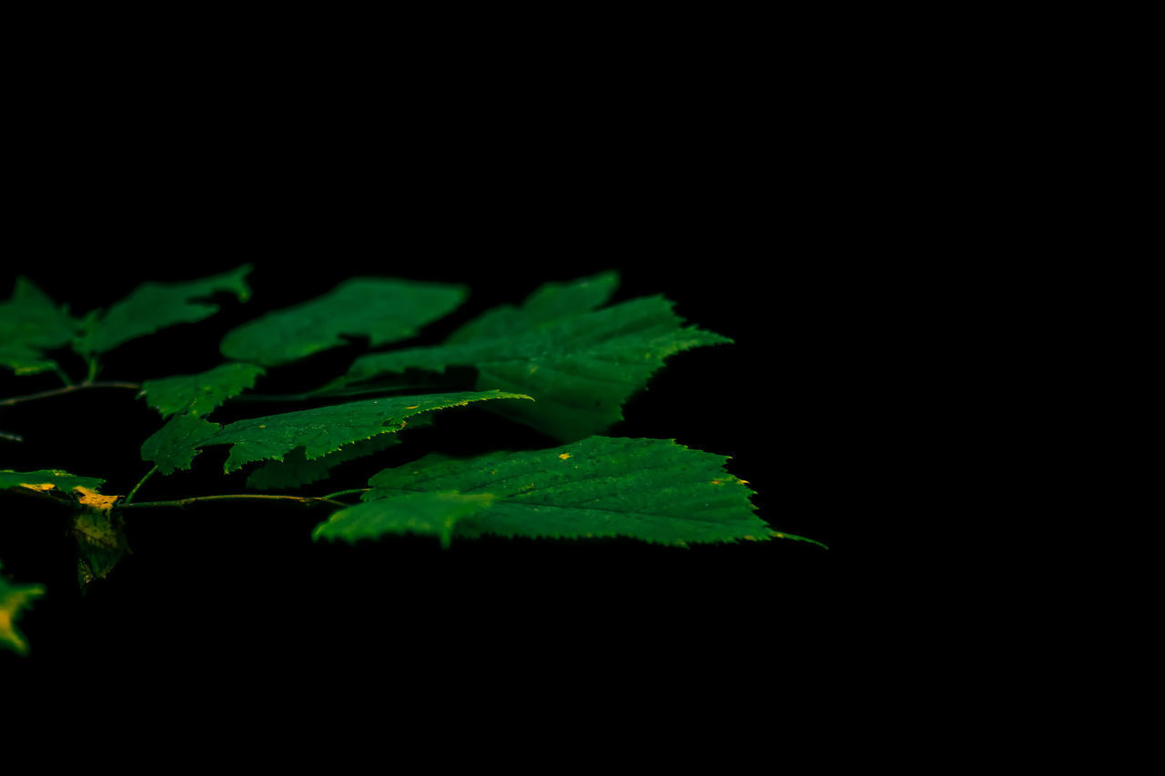 CLOSE-UP OF GREEN LEAVES OVER BLACK BACKGROUND