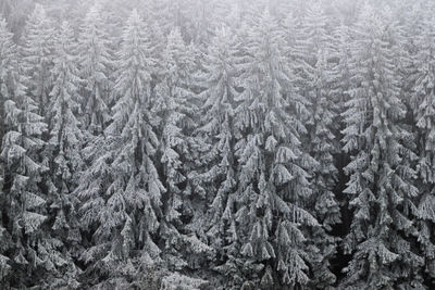 Full frame shot of snow covered field