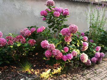 Close-up of pink flowering plant in pot