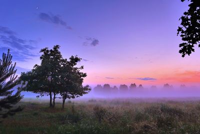 Trees on field against sky during sunset