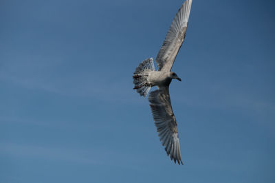 Low angle view of bird flying against blue sky