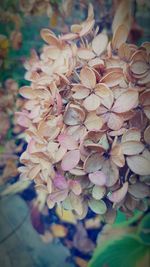 Close-up of pink flowers