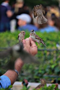 Close-up of hand holding bird