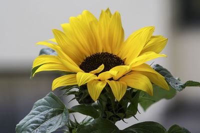 Close-up of sunflower blooming outdoors