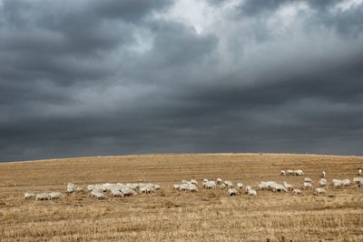 Flock of sheep grazing on field against cloudy sky