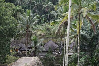 View of palm trees in forest