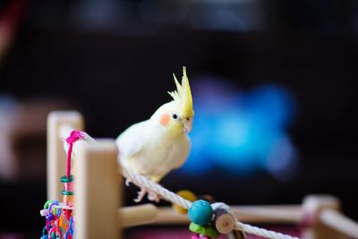 Close-up of bird perching on wall