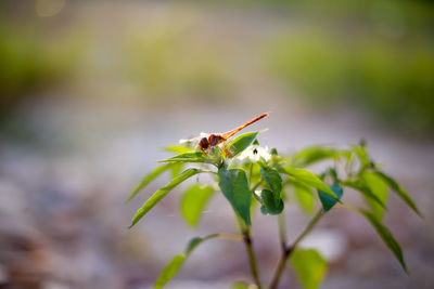 Close-up of insect on leaf