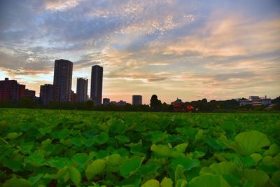 Scenic view of field against sky during sunset