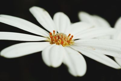 Close-up of white daisy flower