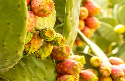 Full frame shot of fruits growing on cactus