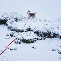 Dog in winter